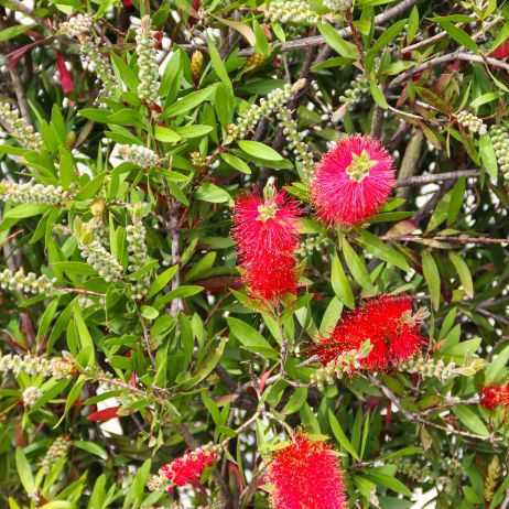 Kuflik cytrynowy callistemon citrinus (zdj.: Adobe Stock)