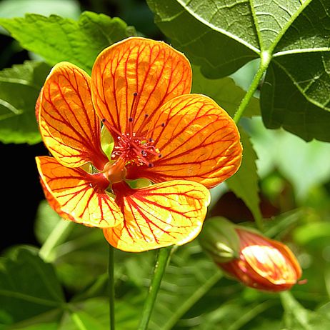 Kwiat - zaślaz abutilon (zdj.: iStock)