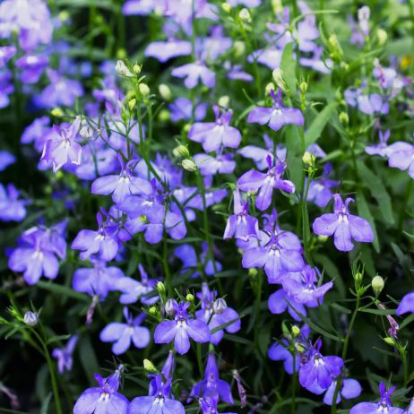 Lobelia przylądkowa Lobelia erinus (zdj.: iStock)