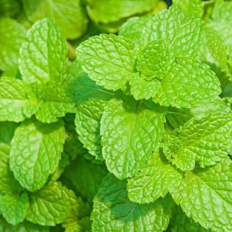 Melisa lekarska Melissa officinalis (zdj.: Adobe Stock)