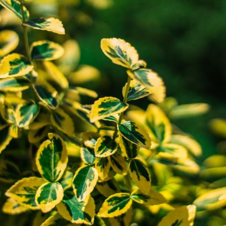 Ostrokrzew Golden King (ilex altaclerensis) jest odmianą wypuszczającą czerwone owoce, od tradycyjnych ostrokrzewów odróżnia ją jednak złote wybarwienie brzegów liści.  (zdj.: Adobe Stock)