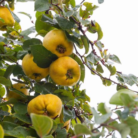 Owoce pigwy pospolitej (cydonia oblonga) idealnie nadają się na przetwory przede wszystkim dzięki właściwościom leczniczym.  (zdj.: Adobe Stock)