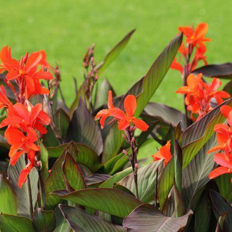 Paciorecznik ogrodowy Canna x generalis (zdj.: Adobe Stock)