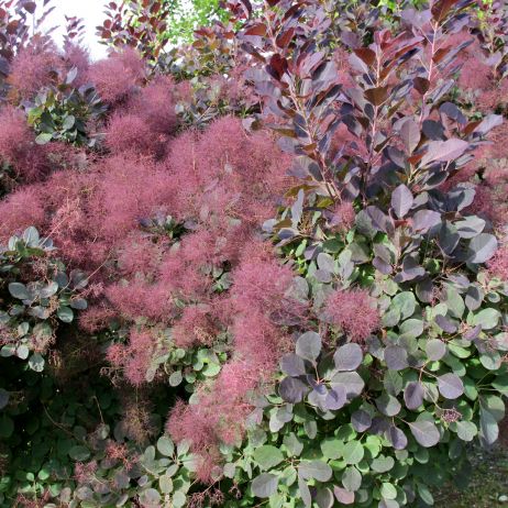 Perukowiec Cotinus (zdj.: Adobe Stock)