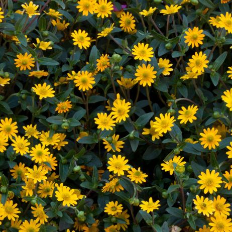 Polegnatka rozesłana Sanvitalia procumbens (zdj.: iStock)