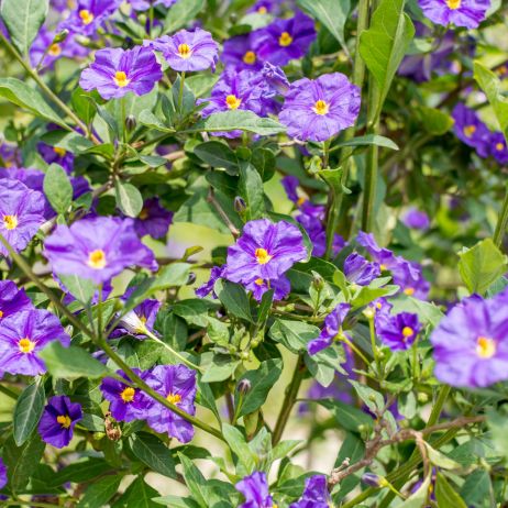 Psianka Rantonettiego Solanum rantonnetii (zdj.: Adobe Stock)