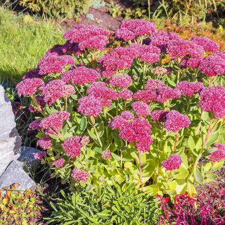 Rozchodnik Sedum (zdj.: Adobe Stock)