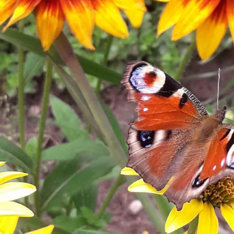 rudbekii czar..