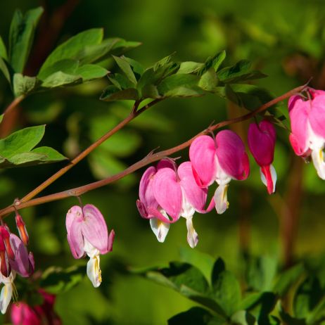 Serduszka okazałe dicentra spectabilis (zdj.: Adobe Stock)