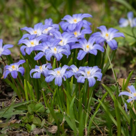 Śnieżnik lśniący Chionodoxa luciliae (zdj.: iStock)