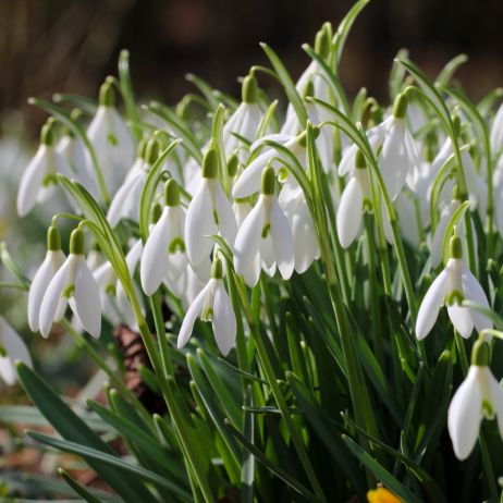 Śnieżyczka Galanthus (zdj.: iStock)