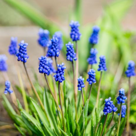 Szafirek armeński Muscari armeniacum (zdj.: iStock)