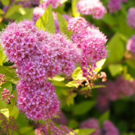 Tawuła Spiraea (zdj.: Adobe Stock)