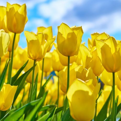 Tulipan Tulipa (zdj.: iStock)