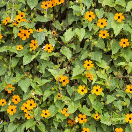 Tunbergia oskrzydlona Thunbergia alata (zdj.: Adobe Stock)