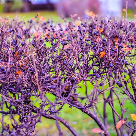Wadą aronii jako rośliny żywopłotowej może być zrzucanie liści na zimę. (zdj.: Adobe Stock)