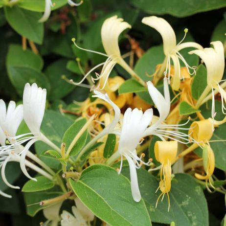 Wiciokrzew Lonicera (zdj.: Adobe Stock)