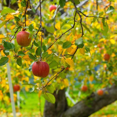 Wyznaczenie odpowiedniego momentu na zbiór jabłek jest kluczowe, od dojrzałości owoców w trakcie plonowania zależy bowiem ile czasu jabłka utrzymają świeżość podczas przechowywania. (zdj.: Adobe Stock)