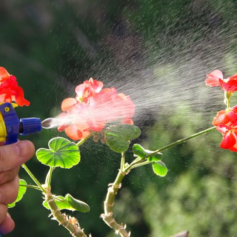 Zastanówmy się dwa razy, zanim sięgniemy po chemiczne środki ochrony. Zdarza się, że infekcje trapiące roślinę są na tyle niegroźne, że ta sama sobie z nimi poradzi. Jeśli nie jesteśmy tego pewni - lepiej zasięgnąć opinii eksperta. (zdj.: Adobe Stock)