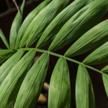 Zdrowe liście palmy Howea potrafią zachwycić wyjątkowymi wartościami dekoracyjnymi, dzięki którym roślina idealnie nadaje się do nowoczesnych, surowych wnętrz. (zdj.: iStock)