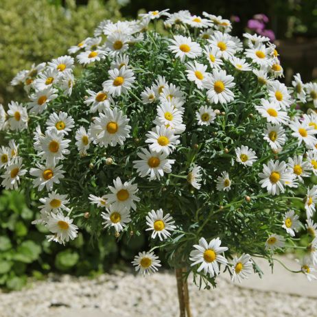 Złocień krzewiasty argyranthemum frutescens (zdj.: Adobe Stock)