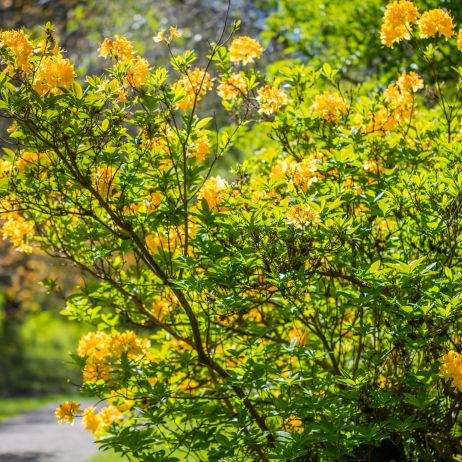 Złotlin japoński kerria japonica (zdj.: Adobe Stock)