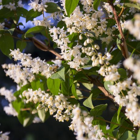 Żylistek Deutzia (zdj.: Adobe Stock)