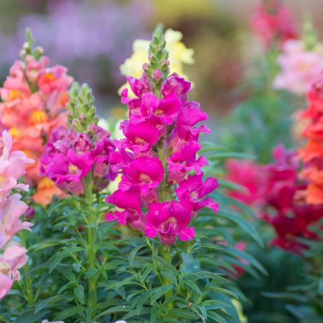 134 Wyżlin większy Antirrhinum majus