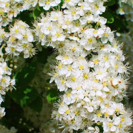 tawuly-to-spektakularne-krzewy-ktorych-czesc-odmian-posiada-biale-kwiaty-zdj-fotolia-com.jpeg