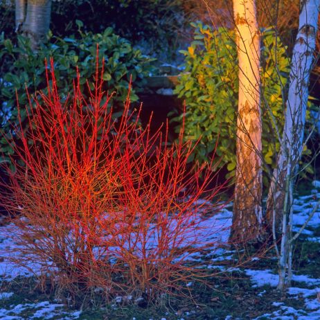 Dereń świdwa Cornus sanguinea w odmianie Winter Flame.  (zdj.: Adobe Stock)