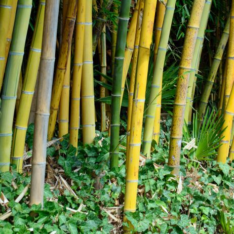 Bambus Phyllostachys (zdj.: Adobe Stock)