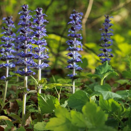 Dąbrówka rozłogowa Ajuga reptans