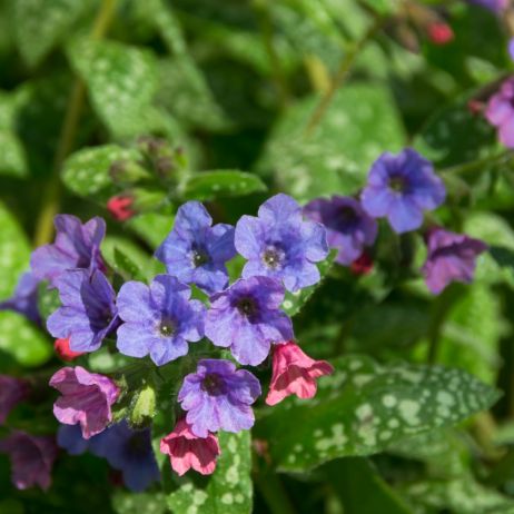 Miodunka Pulmonaria