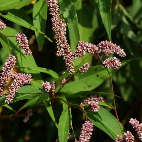 Rdest Polygonum