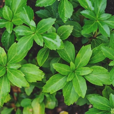 Runianka japońska Pachysandra terminalis