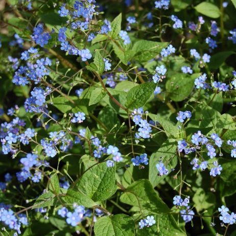 Ułudka wiosenna Omphalodes verna