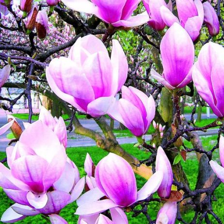 magnolie-to-krolowe-wsrod-kwitnacych-wiosna-krzewow-i-drzew-urzekaja-nas-swoimi-pieknymi-atrakcyjnymi-kwiatami-ktore-rozwijaja-sie-przed-rozwojem-lisci.jpeg