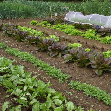 planujac-rozmieszczenie-warzyw-na-grzadkach-unikajmy-sadzenia-obok-siebie-ogorkow-uprawiac-za-to-mozemy-obok-siebie-wszystkie-wiosenne-warzywa-m-in-salate-oraz-rzodkiewke-zdj-adobe-stock.jpeg