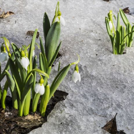 sniezyczka-galanthus.jpeg