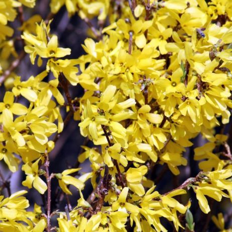 forsycja-posrednia-forsythia-intermedia-zdj-adobe-stock.jpeg