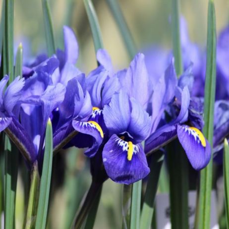 kosaciec-zylkowany-iris-reticulata-zdj-istock.jpeg