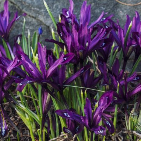 kosaciec-zylkowany-iris-reticulata.jpeg