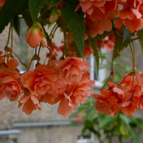 begonie-to-idealne-rosliny-balkonowe-obradzaja-w-liczne-obfite-kwiaty-o-zniewalajacych-kolorach-i-zapachach-bedac-bardzo-odpornymi-na-ciezkie-warunki-pogodowe-zdj-adobe-stock.jpeg