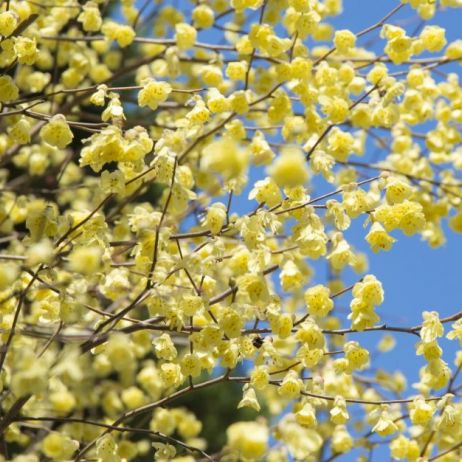 leszczynowiec-corylopsis-pauciflora.jpeg