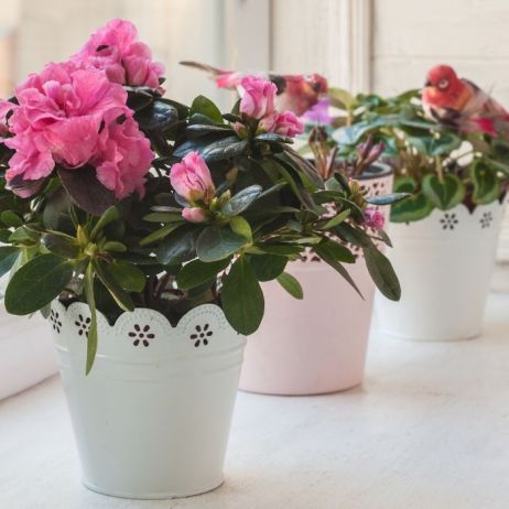 azalia-doniczkowa-znana-jest-rowniez-jako-rozanecznik-indyjski-rhododendron-simsii-zdj-adobe-stock.jpeg