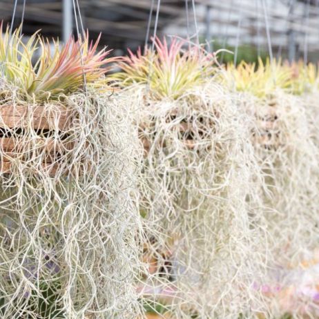 tilandsja-brodaczkowata-tillandsia-usneoides-to-roslina-doprawdy-niezwykla-brak-korzeni-sprawia-ze-odmiana-ta-pobiera-wode-i-pozywienie-z-powietrza-zdj-adobe-stock.jpeg