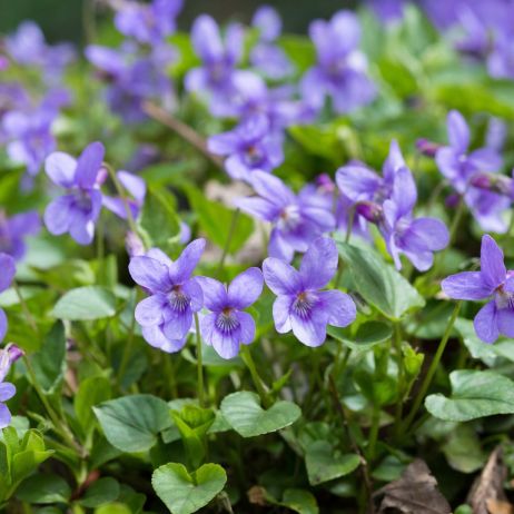 fiołek wonny Viola odorata