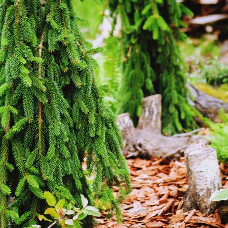 Świerk pospolity ‘Inversa’ Picea abies