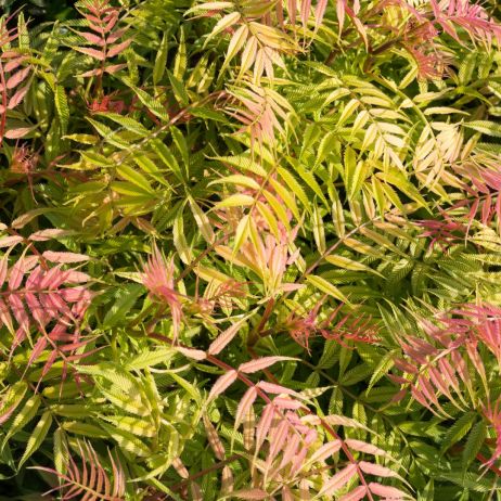 Tawlina jarzębolistna sorbaria sorbifolia Sem
