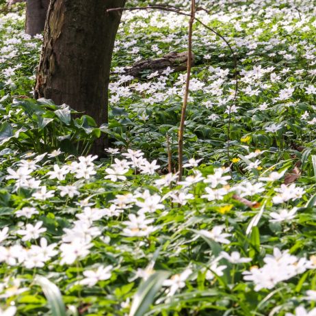 zawilec gajowy anemone nemorosa